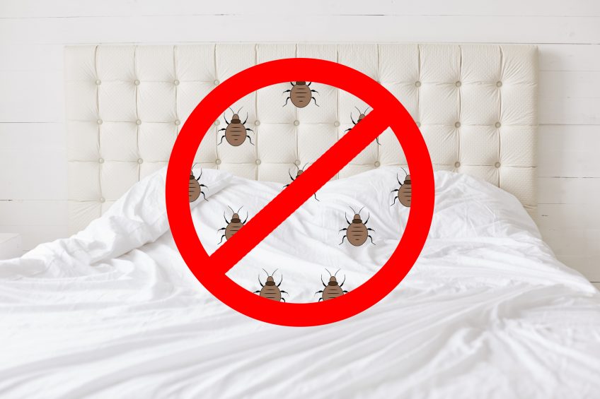 bedbugs pest control