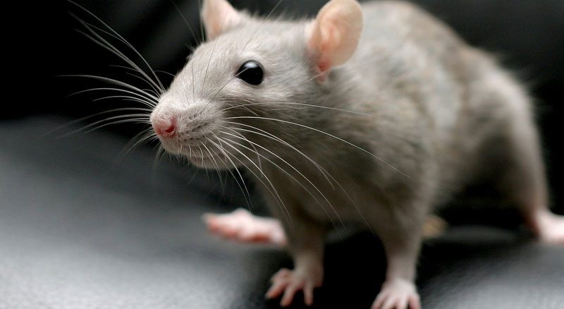 Rodents Pest Control