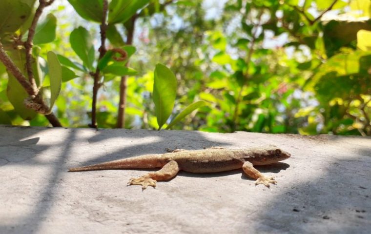 Lizard Control Dubai