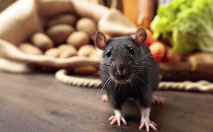Rat pest Control