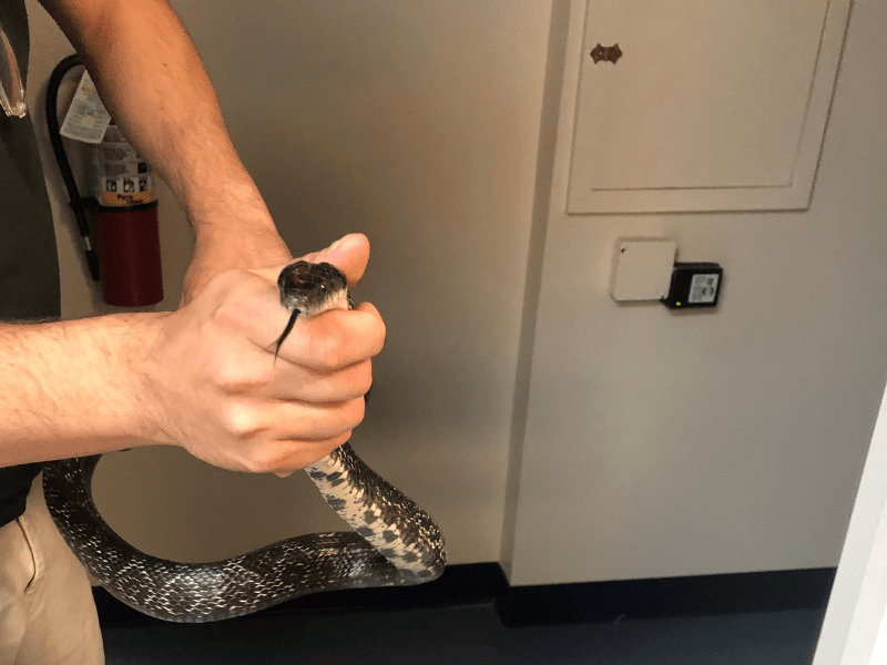 Snake Control