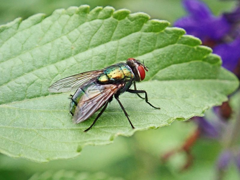 Flies Control