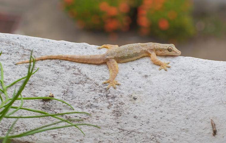 house lizard