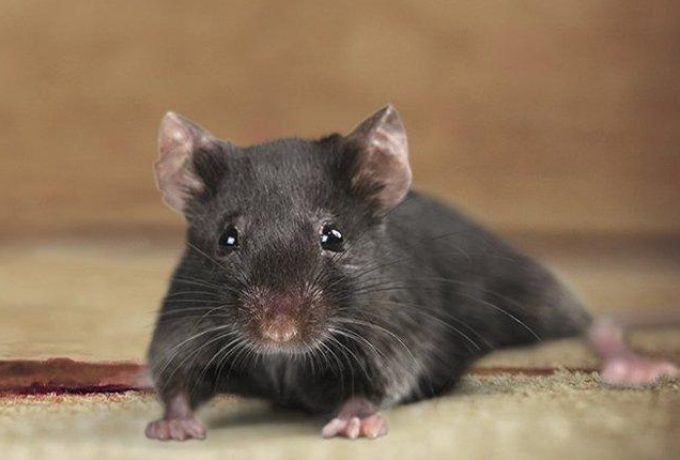 rodent Control